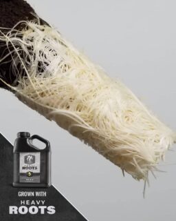 Feed your rhizosphere the way it deserves! 🌱💥
HEAVY ROOTS is a next-gen additive that hits every angle of root development—packed with multiple functions in one bottle, minus the hormones that can drag down yield or quality.
Root promoter ✅ Root protector ✅ Drip system cleaner ✅ Anti-precipitate ✅
All-in-one, no fluff.
From clone to the final flush, add ROOTS first to your reservoir at just 1mL per gallon before your usual nutrients—and watch the magic happen. The real power? It’s in the root hairs—those delicate, fluffy white zones that do the heavy lifting when it comes to water and nutrient uptake. ROOTS boosts both the size and number of these absorption powerhouses, expanding the root zone like crazy and unlocking faster, more vigorous growth from the inside out.
More root hairs = more uptake = healthier, more resilient plants ready to perform.
Let your roots do the talking! 🗣️
#HEAVYRoots #HEAVY16 #HEAVY16Nutrients #HEAVY16Stacks #GetBigGetHEAVY #GrowWithHEAVY #Rhizosphere #RootGrowth