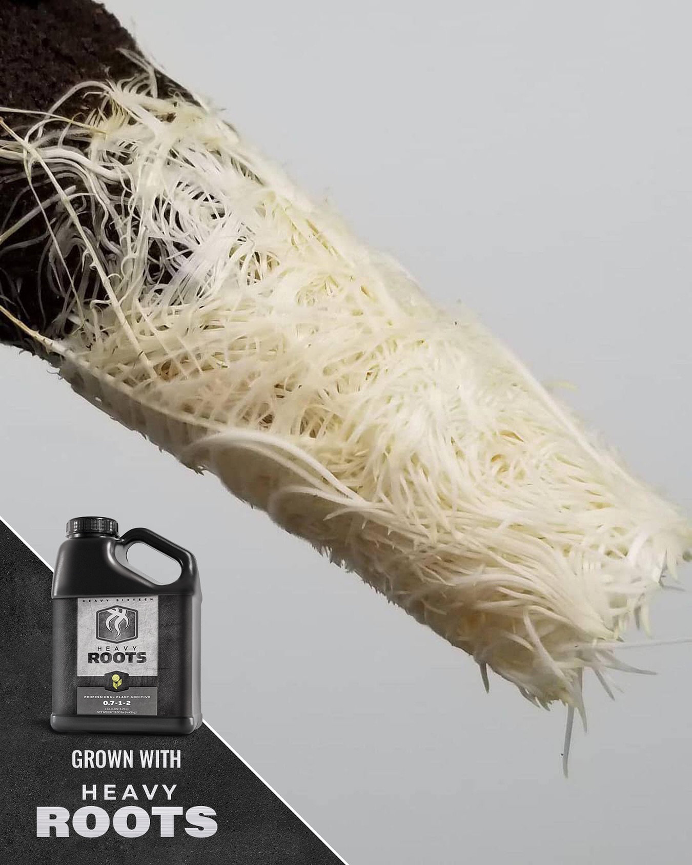 Feed your rhizosphere the way it deserves! 🌱💥
HEAVY ROOTS is a next-gen additive that hits every angle of root development—packed with multiple functions in one bottle, minus the hormones that can drag down yield or quality.
Root promoter ✅ Root protector ✅ Drip system cleaner ✅ Anti-precipitate ✅
All-in-one, no fluff.
From clone to the final flush, add ROOTS first to your reservoir at just 1mL per gallon before your usual nutrients—and watch the magic happen. The real power? It’s in the root hairs—those delicate, fluffy white zones that do the heavy lifting when it comes to water and nutrient uptake. ROOTS boosts both the size and number of these absorption powerhouses, expanding the root zone like crazy and unlocking faster, more vigorous growth from the inside out.
More root hairs = more uptake = healthier, more resilient plants ready to perform.
Let your roots do the talking! 🗣️
#HEAVYRoots #HEAVY16 #HEAVY16Nutrients #HEAVY16Stacks #GetBigGetHEAVY #GrowWithHEAVY #Rhizosphere #RootGrowth