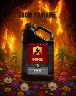 GROW YOUR FIRE! 🔥
Heavy Fire is a versatile bloom supplement that can, because of its ingredients, be incorporated into any existing plant system and nutrient program. This premium blend of PK and other essential bloom ingredients is what it takes to grow the biggest and best flowers you can, by increasing flower formation rate and maturation.💥
Starting Heavy Fire in the last week of veg and going through the entire bloom cycle with a gradual ramp will provide your entire pre-bloom stimulation, intermediate and late-phase ripening nutritional, and phyto-hormonal needs – all culminating in big buds, tasty flowers, and a harvest you can be proud of 🔥
#HEAVYFIRE #HEAVY16 #HEAVY16STACKS #H16FAM #FromVegToFlower #GrowYourFire #H16 #BloomBooster #HEAVYOnScienceLightOnPrice #HEAVY16Nutrients