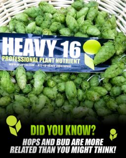Same family. Same aroma magic! 🍃✨
Hops and another famously “aromatic” (😉) plant come from the same botanical family — which is why their terpene profiles are so strikingly similar. Think bold, sticky, citrusy, floral notes that fill the air and make growers (and brewers) smile. 🍻🌱
And here’s the best part: HEAVY 16 nutrients deliver just as much punch for hops as they do for their more famous cousin. Consistent feeding = stronger plants, richer aroma, and heavier yields. 💪
#Heavy16 #TerpTalk
