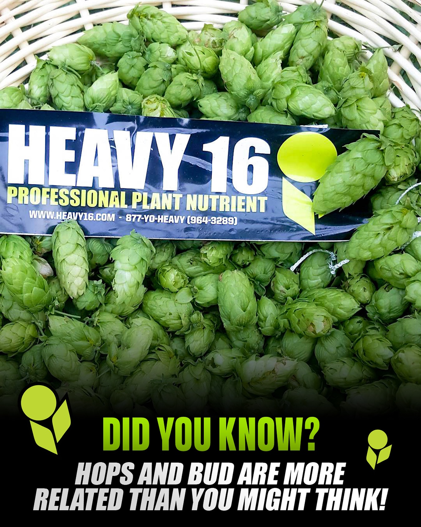Same family. Same aroma magic! 🍃✨
Hops and another famously “aromatic” (😉) plant come from the same botanical family — which is why their terpene profiles are so strikingly similar. Think bold, sticky, citrusy, floral notes that fill the air and make growers (and brewers) smile. 🍻🌱
And here’s the best part: HEAVY 16 nutrients deliver just as much punch for hops as they do for their more famous cousin. Consistent feeding = stronger plants, richer aroma, and heavier yields. 💪
#Heavy16 #TerpTalk