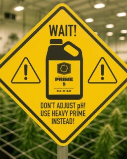 Keep your pH balanced from start to finish with PRIME 👌
HEAVY 16 is developed on an organic acid pH scale, as opposed to the common mineral acid pH scale. Because of its buffering or “friendliness”, organic acids allow for optimum microbial development. Hence, HEAVY PRIME is not only a microbial feed, but also naturally functioning pH regulator. To grasp the difference between organic acid and mineral acid, think of orange juice representing organic acid and battery acid representing a hard mineral acid – which is seen in most “pH down” products.
If your water source is roughly between 5.5 and 8.0 on pH scale, PRIME’s complexion will naturally titrate pH, eliminating the need for hard acids in the garden.
One less step in your routine so that you can spend time where it matters most!
#HEAVY16 #HEAVY16Nutrients #TheMoreYouKnow #GrowYourOwn #BigYields #CascadingDelivery #BigGrowerPreferred #GrowWithHEAVY #AskHEAVY #TeachMeHowToHEAVY #GrowWithHEAVY