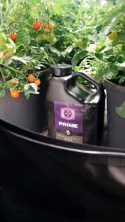 Every masterpiece needs a centerpiece. For your garden, it’s PRIME 🟪🌿

Designed to elevate every stage of your crop’s life cycle, PRIME delivers more than just nutrition—it transforms the entire environment your plants thrive in:

✅ Bolsters root development
✅ Fuels microbial populations
✅ Optimizes soil & nutrient conditions
✅ Unlocks true flavor, aroma, and phenotype expression

Why juggle a dozen additives when one bottle can do it all? PRIME is the ultra-diverse liquid formulation that eliminates redundancy and amplifies results, whether you’re running aeroponics, hydro, or soil.

From richer colors and heightened flavors to higher brix levels and stronger yields, PRIME isn’t just another input—it’s the foundation that makes every other piece of your program shine ✨ 

#Heavy16 #Prime #HEAVY16Prime #H16Prime #GrowWithHeavy #CropPerformance #CultivationEssentials