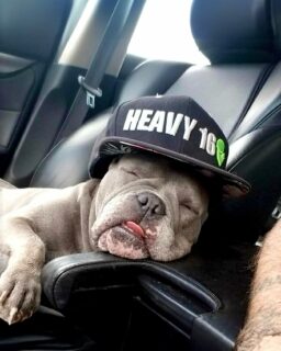 After a long day during harvest season 😴

Even the farm dogs are feeling it 😂

(P.S. if this is your pup, let us know so we can tag you! Found in the HEAVY archives 🐶)

#HEAVY16 #HEAVY16Nutrients #GetBigGetHEAVY #BigDogApproved