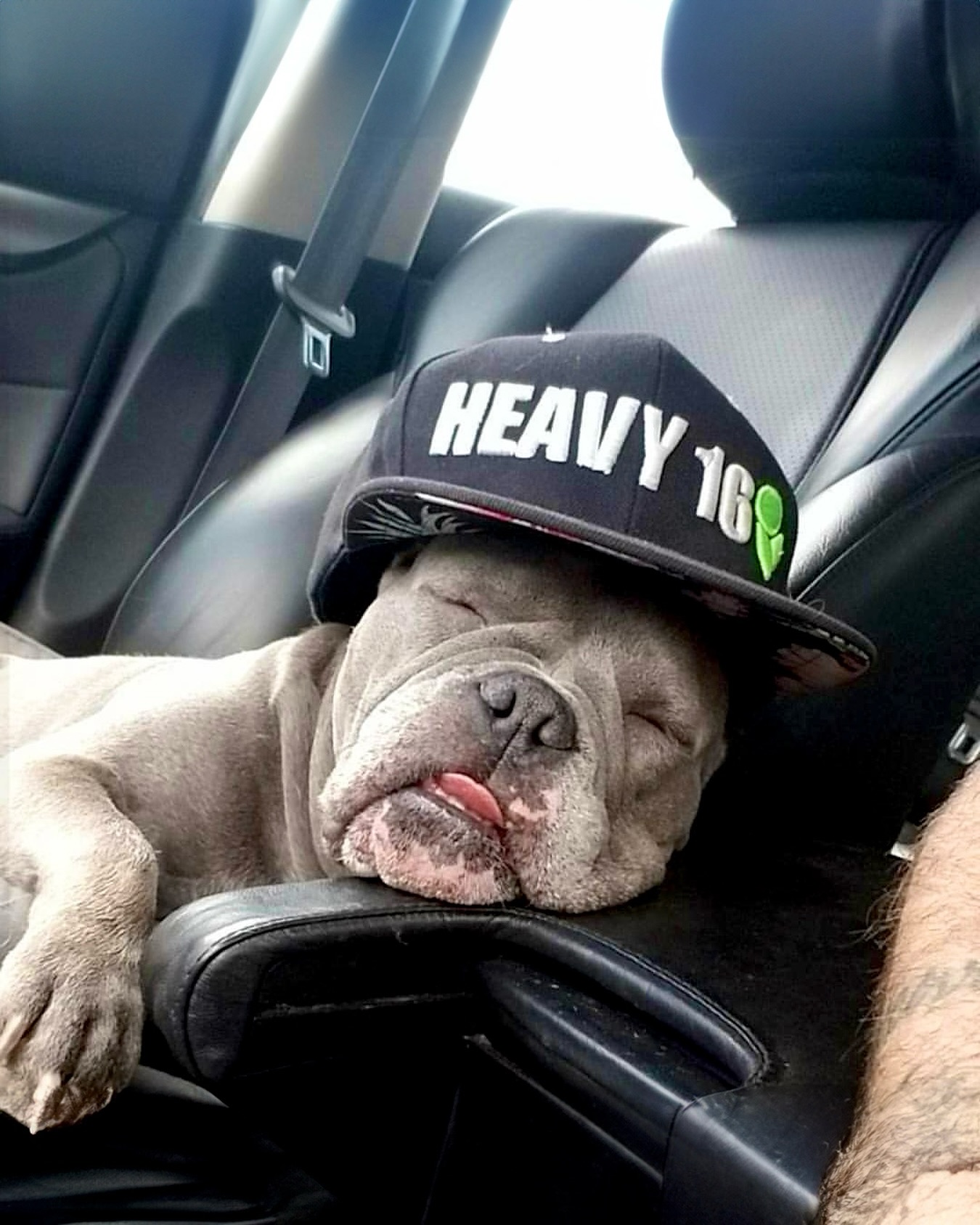 After a long day during harvest season 😴

Even the farm dogs are feeling it 😂

(P.S. if this is your pup, let us know so we can tag you! Found in the HEAVY archives 🐶)

#HEAVY16 #HEAVY16Nutrients #GetBigGetHEAVY #BigDogApproved