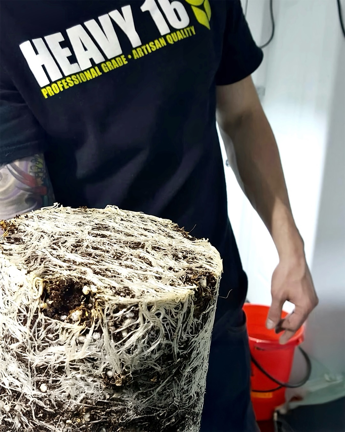 The real magic starts below the surface 👀

When you run HEAVY 16, you’re not just feeding your canopy — you’re building a root system that can’t be stopped. 🌱🔥

HEAVY’s approach fuels explosive root hair production, and those tiny hairs are everything. Root hairs massively increase the plant’s absorption zone, pulling in more water, more minerals, and more energy to drive serious growth. More root hairs = more fuel for monster plants ⚡️

This isn’t just about thick roots: it’s about building a foundation that sets your entire garden up for success. A dense, aggressive root network gives your plants the power to stack heavy once they hit flower, pumping nutrients upward to support top-tier structure, aroma, and resin.

Photo from our friends over at @cannadivine a few years back! 🤟

#HEAVY16 #HEAVY16Nutrients #Roots #RootHair #GetBigGetHEAVY #BigGrowerPreferred #GrowWithHEAVY #RootGrowth