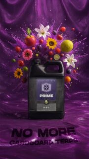 No more cardboard terps 🚫📦

Top-shelf flower starts with flavor, aroma, and resin-rich potency—and that’s exactly where HEAVY 16 PRIME shines. 🌺🔥

PRIME is a powerhouse microbial feed and sweetener, crafted to elevate oil production, boost brix levels (hello sweetness + density), and bring out those unique terpene expressions that set your cultivar apart. 🍇🍋🍊

While it doesn’t contain live microbes itself, PRIME supercharges the effectiveness of your microbial inoculants, compost teas, and enriched media. It’s the missing link that brings everything together, feeding the underground life that fuels explosive above-ground quality. 🌱⚡️

Use it through the entire life cycle to dial in plant performance, push genetic potential, and unlock flavor profiles that hit like no other. Taste, smell, potency—PRIME makes sure they’re unforgettable.

#Heavy16 #FlavorMatters #TerpsMatter #HEAVY16Nutrients #HEAVYPrime #Prime #Flavor #GrowWithHEAVY #BigGrowerPreferred #HEAVY16Stacks