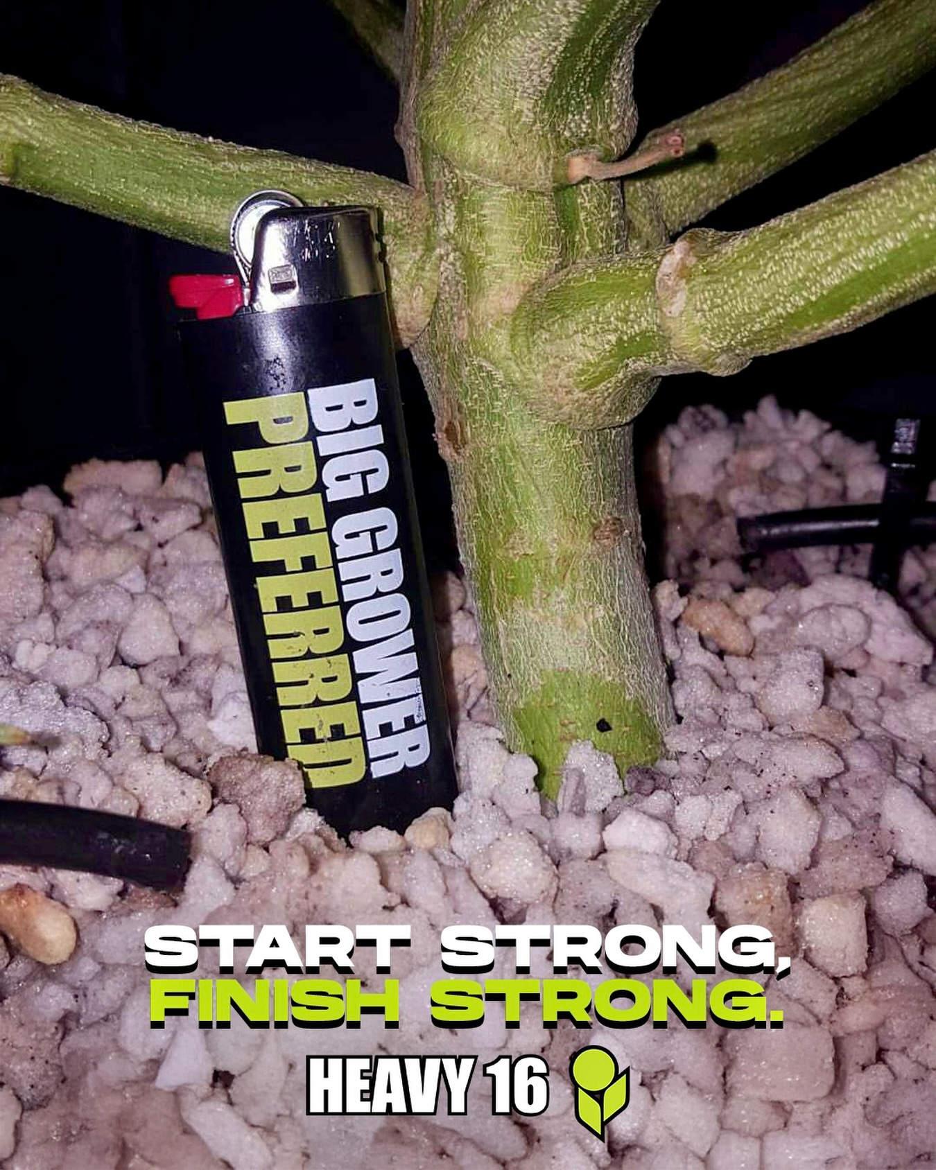 Full-spectrum nutrition for a top notch finish 🚀
The HEAVY lineup was created with both science and growers in mind — leaning on simplicity of use, without sacrificing the complex chemistry that sets our lineup apart 🧪
Kick things off with Veg A&B — balanced macros/micros + multiple calcium and nitrogen sources that build strong structure and vascular strength from day one. Pair it with Prime to boost microbial life, improve soil chemistry, and elevate brix, aroma, and overall plant vigor.
As bloom begins, Bud A&B steps in with fast-acting P/K and enhanced trace elements for dense, high-quality flowers. Layer in Fire for a powerful late-phase P/K ramp that drives heavy stacking, resin, and true genetic expression.
Support the whole run with Foliar for direct leaf-fed calcium and micros, helping with tissue strength and stress resistance. Then close the cycle cleanly with Finish — restoring medium balance, flushing excess salts, and sharpening color, aroma, and final weight.
Strong start. Stronger finish. 💪
#HEAVY16 #HEAVY16Nutrients #GetBigGetHEAVY #BigGrowerPreferred #GrowWithHEAVY #Indoor #Outdoor #CascadingDelivery