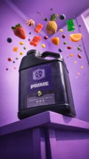 Bringing the flavor with HEAVY PRIME 🍭🍓

Top-shelf flower starts with flavor, aroma, and resin-rich potency—and that’s exactly where HEAVY 16 PRIME shines. 🌺🔥

PRIME is a powerhouse microbial feed and sweetener, crafted to elevate oil production, boost brix levels (hello sweetness + density), and bring out those unique terpene expressions that set your cultivar apart. 🍇🍋🍊

While it doesn’t contain live microbes itself, PRIME supercharges the effectiveness of your microbial inoculants, compost teas, and enriched media. It’s the missing link that brings everything together, feeding the underground life that fuels explosive above-ground quality. 🌱⚡️

Use it through the entire life cycle to dial in plant performance, push genetic potential, and unlock flavor profiles that hit like no other. Taste, smell, potency: PRIME makes sure they’re ALL unforgettable 🤘

#Heavy16 #FlavorMatters #TerpsMatter #HEAVY16Nutrients #HEAVYPrime #Prime #Flavor #GrowWithHEAVY #BigGrowerPreferred #HEAVY16Stacks