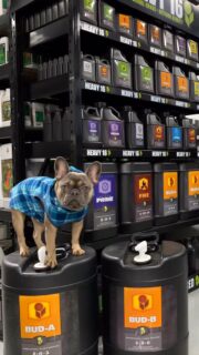 Couldn’t think of a better mascot 🐶

Showing you where the good stuff is! Drop by your local hydro shop and pick some up, see for yourself! 😎👊

Shot from a year or two back at @downriverhydro! 

#HEAVY16 #HEAVY16Nutrients #GetBigGetHEAVY #GrowWithHEAVY