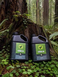 Strong veg sets the stage for everything that follows. 🌱💪

HEAVY 16 Veg A & B is built to give plants a powerful, balanced foundation during the vegetative stage — supporting overall plant nutrition, optimizing nutrient conditions, and helping crops build the structure they need before the demands of bloom.

This two-part base keeps the program simple without cutting corners. Instead of overcomplicating your feed room with a shelf full of bottles just to get through veg, HEAVY 16 Veg A & B (and Bud A and B) deliver a professional-grade foundation in a straightforward A/B format and is complimented by only FIVE other additives total.

The goal: healthy, vigorous plants with the strength to support bigger growth later on. From root development to leaf expansion to overall plant structure, Veg A & B helps growers dial in the early stages with confidence.

That’s what sets HEAVY 16 apart: complex formulation, simple application, premium results. The line is designed for growers who want high-performance nutrition without unnecessary guesswork — and Veg A & B is where that system starts.

Build the plant first and the harvest follows! 🌿

#HEAVY16 #VegAB #PlantNutrition #GrowWithHEAVY #Hydrofarm