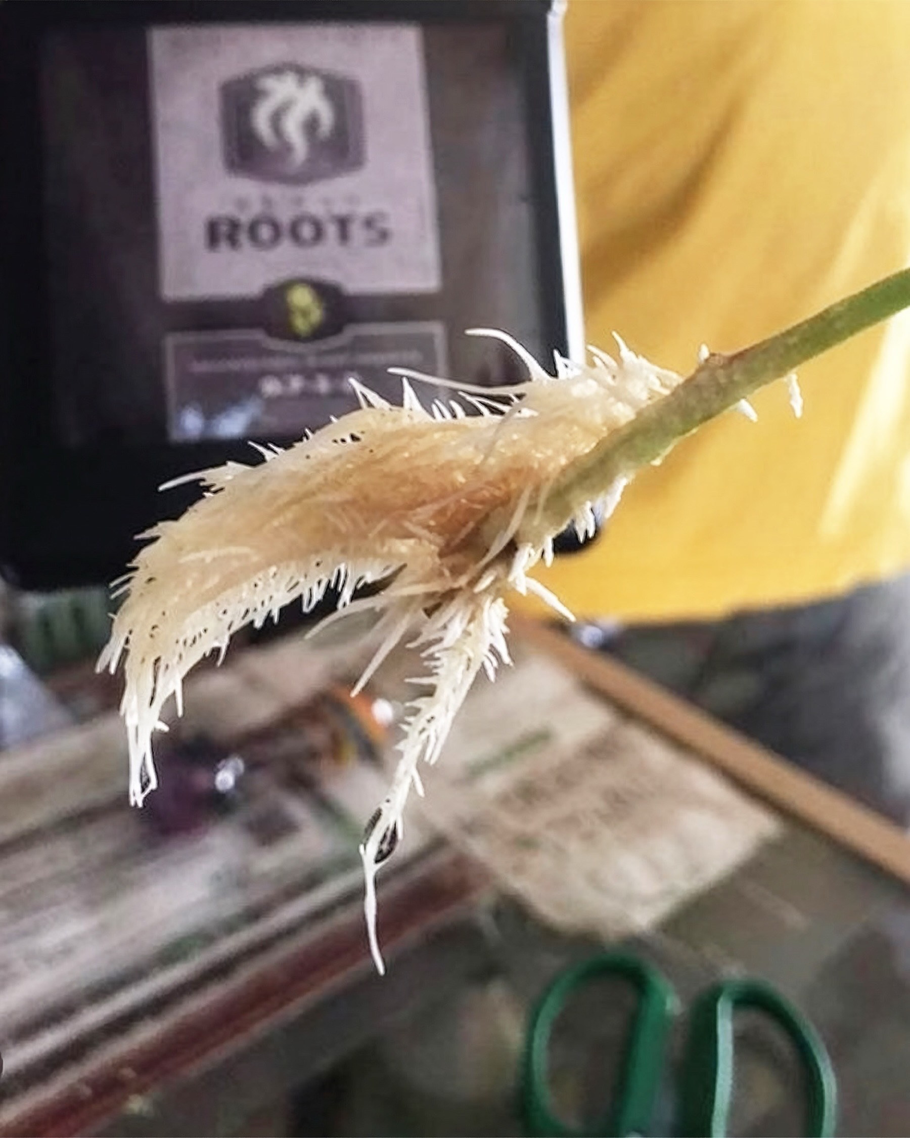 A root promoter, and a lot more 🤘💦

As a root promoter, Heavy Roots will increase branching of lateral roots, but more importantly, it will significantly increase the quantity and size of the true absorption zone, the root hair. But that isn’t all it can do! 🌿

As a root protector, Heavy Roots will elicit naturally induced resistances, or specifically, give the plant a complex layer of systemic acquired resistance (SAR). Tapping the plants evolutionary predisposition to ward off pestilence, we promote these hidden genetic gems through extremely fine derivatives. The result is that the plant becomes more resilient against fungal pathogens as well as insects 🐜

As a drip cleaner and anti-precipitate, Heavy Roots, through its outstanding composition of natural ingredients, will protect against lockout caused by poor water or base nutrients, exotic nutritional programs or faulty mixing methodologies. Heavy Roots will also keep your equipment and media free from salt buildup and scale! 💧

#GrowSmart #GrowYourOwn #GrowWithHEAVY #Indoor #Outdoor