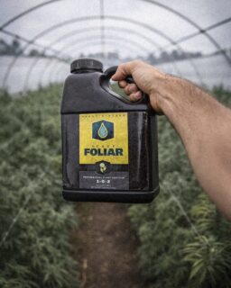 We make using HEAVY Foliar as simple as possible! Read this caption and take notes… 📝

HEAVY FOLIAR is highly versatile and can be used alone or with other products. Mixing HEAVY FOLIAR with HEAVY ROOTS and HEAVY FIRE allows a for a comprehensive nutritional delivery in both phases of plant development. HEAVY FOLIAR can be mixed with pesticides, fungicides, soaps or oils.

We recommend spraying every three days for optimal nutrition uptake. If you prefer to spray every day, we recommend using the HEAVY FOLIAR recipe at half strength. For best results, spray your crop from seedling up until the fourth week on flowering crops. Please note that there is no need to adjust the pH of the FOLIAR formula after mixing, but that FOLIAR should be sprayed within three days of mixing!

🌿 Mix HEAVY FOLIAR with water, adding HEAVY16 Products in order as listed on the schedule on our website

🌿 Lightly mist plants every 3 days during foliar periods. Avoid drenching foliage.

🌿 You can spray HEAVY FOLIAR lights on or off; our recommendation is to spray at first light.

🌿 Do not adjust pH of FOLIAR mixture.

🌿 Use FOLIAR mixture within 3 days of dilution with water.

🌿 An oily sheen on leaves is normal.

#HEAVYFoliar #FoliarSpray #HEAVY16 #HEAVY16Nutrients #GrowWithHEAVY