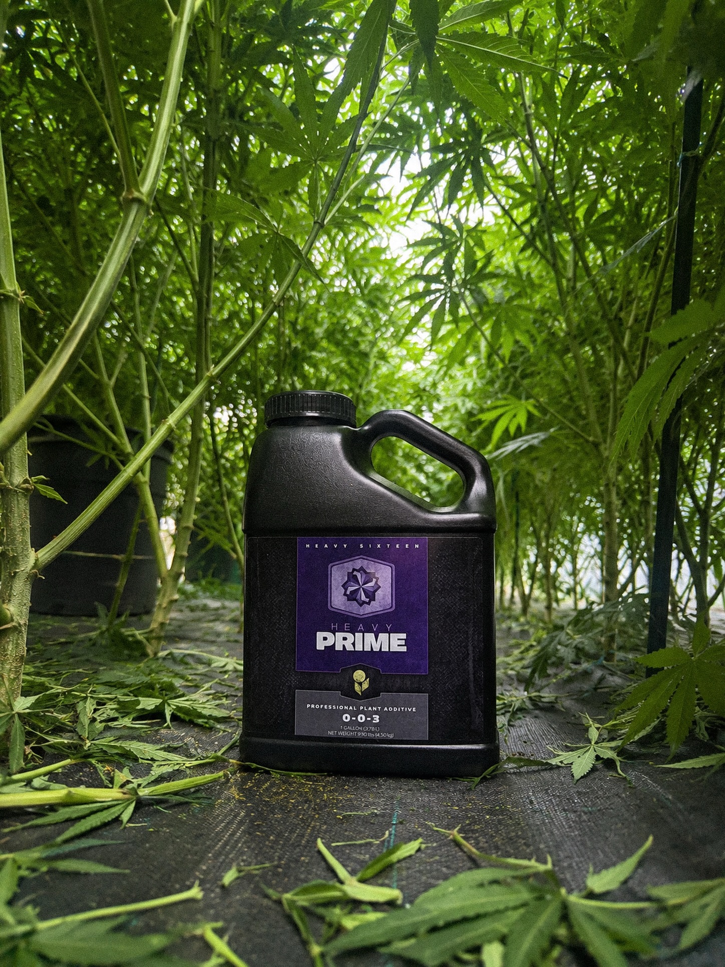 Flat flower? Thin aroma? Missing that full-bodied flavor your genetics should be expressing? 🌱

It might not be your cultivar: it might be what’s happening beneath the plant.

HEAVY PRIME is built to fuel the root zone from veg through finish, supporting the biological activity and nutrient conditions that help plants reach their full potential. Designed as a powerhouse microbial feed and sweetener, PRIME helps support microbial populations, improve overall plant nutrition, and create better soil/nutrient conditions for stronger crop performance.

At the root of elite flower is an active, well-fed system, and PRIME brings the fuel.

With a layered formulation featuring humic and fulvic acids, amino acids, B vitamins, kelp, phytohormones, carbohydrates, trace minerals, and multiple potassium sources, PRIME helps support nutrient transport, metabolic function, microbial energy, and the natural processes that drive better flavor, aroma, resin, and plant performance.

That means louder terpene expression.
Richer aroma.
Improved sweetness and density.
And flower that tastes as good as it looks.

PRIME doesn’t contain live microbes itself — it feeds and supports the biological engine already working in your media, compost teas, inoculants, and root zone. It’s not just another additive. It’s the foundation underneath the finish.

No more cardboard terps! 🚫📦

#HEAVY16 #HEAVY16Prime #GrowWithHEAVY #Prime #Hydrofarm