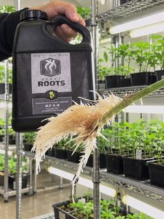 A root promoter, and a lot more 🤘💦

As a root promoter, Heavy Roots will increase branching of lateral roots, but more importantly, it will significantly increase the quantity and size of the true absorption zone, the root hair. But that isn’t all it can do! 🌿

As a root protector, Heavy Roots will elicit naturally induced resistances, or specifically, give the plant a complex layer of systemic acquired resistance (SAR). Tapping the plants evolutionary predisposition to ward off pestilence, we promote these hidden genetic gems through extremely fine derivatives. The result is that the plant becomes more resilient against fungal pathogens as well as insects 🐜

As a drip cleaner and anti-precipitate, Heavy Roots, through its outstanding composition of natural ingredients, will protect against lockout caused by poor water or base nutrients, exotic nutritional programs or faulty mixing methodologies. Heavy Roots will also keep your equipment and media free from salt buildup and scale! 💧

#GrowSmart #GrowYourOwn #GrowWithHEAVY #Indoor #Outdoor