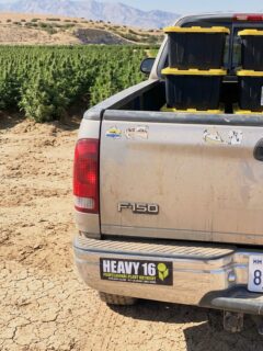 Riding in style 😎🤟

Dropping by farms AND shops is one of the best part of our jobs! Growing with HEAVY or selling our lineup to customers? Let us know where you are and we’d be stoked to check out your spot when we get to your area! 🤝

#Heavy16 #Heavy16Nutrients #Heavy16Fam #GetBigGetHeavy