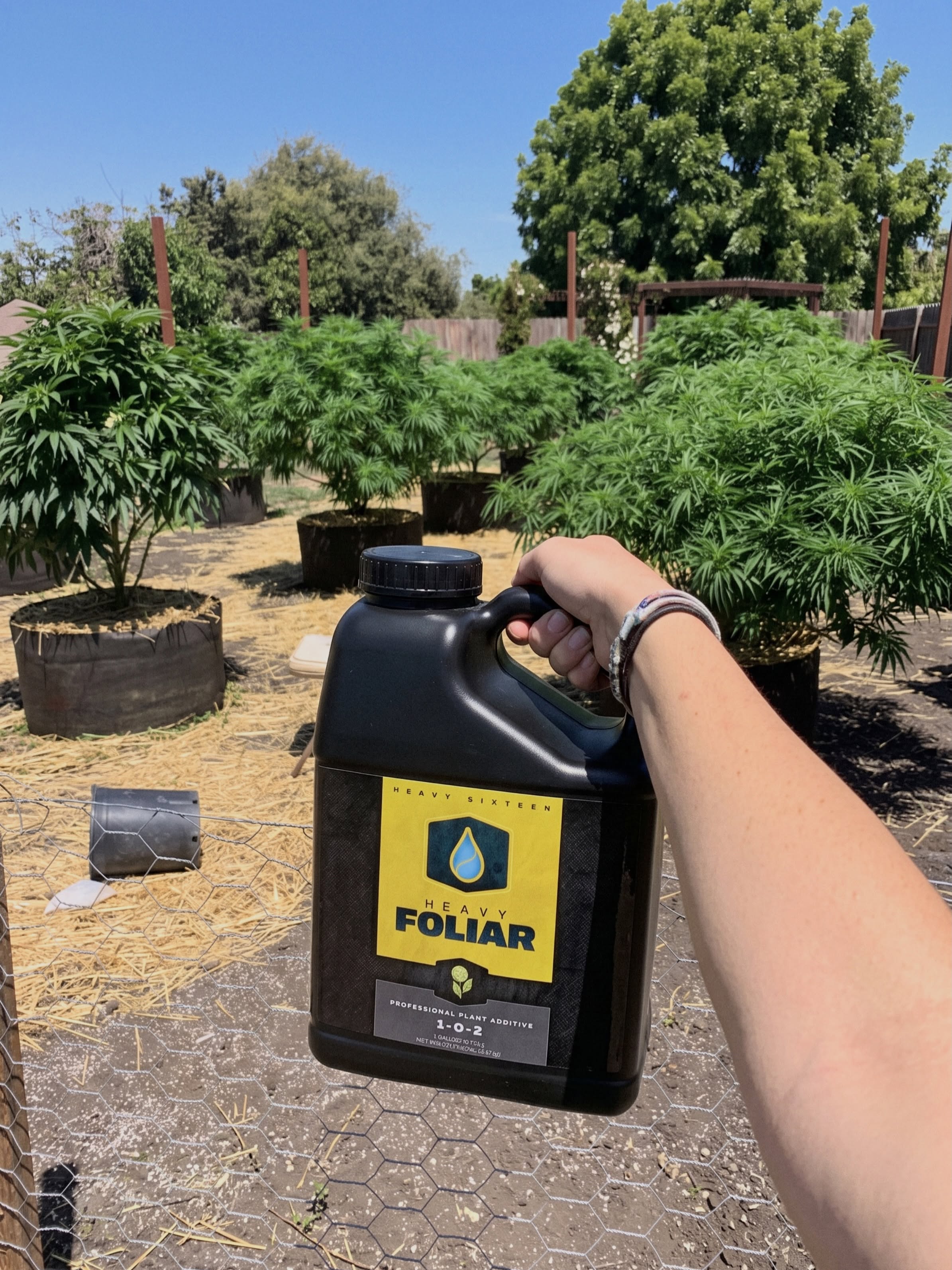 Need some tips to make applying HEAVY Foliar as simple as possible? Keep reading! 📝

HEAVY FOLIAR is highly versatile and can be used alone or with other products. Mixing HEAVY FOLIAR with HEAVY ROOTS and HEAVY FIRE allows a for a comprehensive nutritional delivery in both phases of plant development. HEAVY FOLIAR can be mixed with pesticides, fungicides, soaps or oils.

We recommend spraying every three days for optimal nutrition uptake. If you prefer to spray every day, we recommend using the HEAVY FOLIAR recipe at half strength. For best results, spray your crop from seedling up until the fourth week on flowering crops. Please note that there is no need to adjust the pH of the FOLIAR formula after mixing, but that FOLIAR should be sprayed within three days of mixing!

🌿 Mix HEAVY FOLIAR with water, adding HEAVY16 Products in order as listed on the schedule on our website

🌿 Lightly mist plants every 3 days during foliar periods. Avoid drenching foliage.

🌿 You can spray HEAVY FOLIAR lights on or off; our recommendation is to spray at first light.

🌿 Do not adjust pH of FOLIAR mixture.

🌿 Use FOLIAR mixture within 3 days of dilution with water.

🌿 An oily sheen on leaves is normal.

#HEAVYFoliar #FoliarSpray #HEAVY16 #HEAVY16Nutrients #GrowWithHEAVY